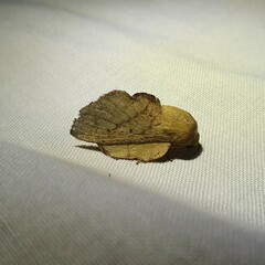 Phyllodesma suberifolia