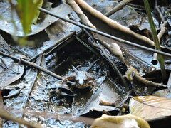 Leptodactylus leptodactyloides