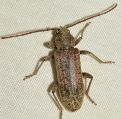 Trichoferus griseus
