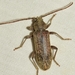 Trichoferus griseus - Photo (c) faluke, algunos derechos reservados (CC BY-NC), subido por faluke