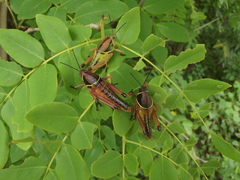 Brachystola behrensii