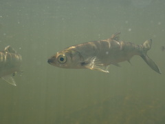 Hemiculter leucisculus