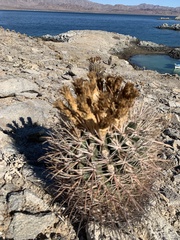 Ferocactus gracilis gatesii