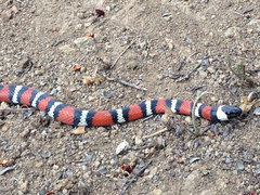 Lampropeltis multifasciata