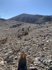 Ferocactus gracilis gatesii