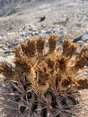 Ferocactus gracilis gatesii