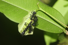 Arhopala silhetensis