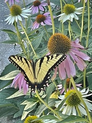Papilio glaucus