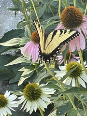 Papilio glaucus