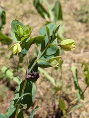 Cerinthe minor