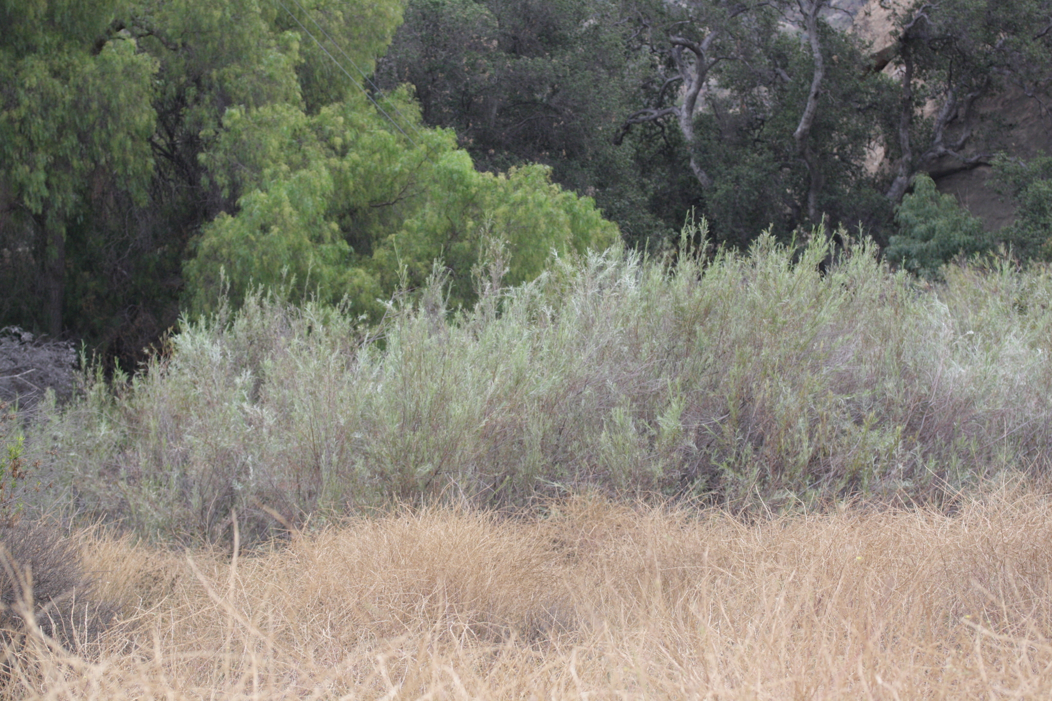 Salix exigua var. hindsiana