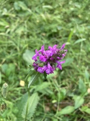 Betonica officinalis