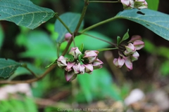 Clerodendrum fortunatum