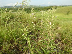 Helicteres angustifolia