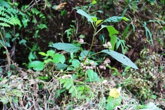 Clerodendrum fortunatum