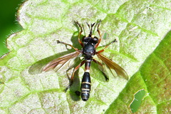Physocephala rufipes