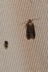 Anacampsis scintillella