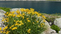 Senecio pyrenaicus