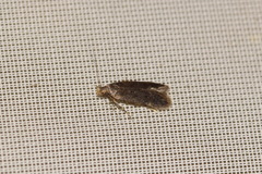 Anacampsis scintillella