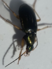 Carabidae