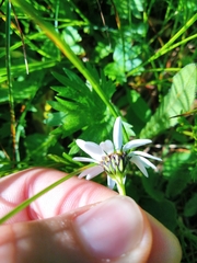 Leucanthemum halleri