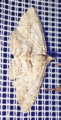 Didymoctenia exsuperata