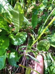 Leucanthemum halleri