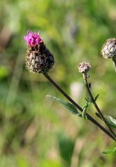 Centaurea scabiosa