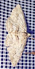 Didymoctenia exsuperata
