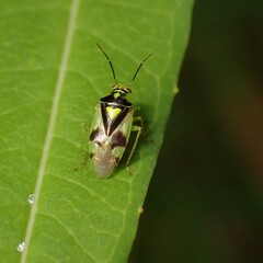 Orthops campestris