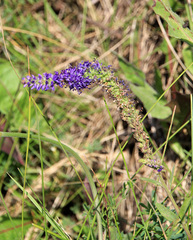Veronica spicata