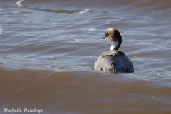 Podiceps occipitalis
