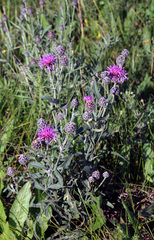 Centaurea scabiosa