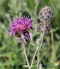 Centaurea scabiosa