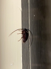 Valenus inornatus