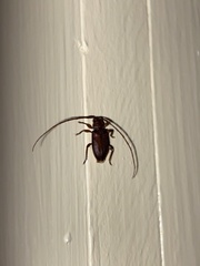 Valenus inornatus