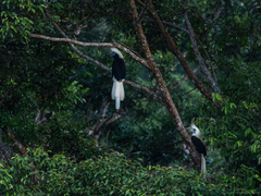 Berenicornis comatus