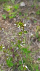 Euphrasia frigida