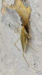 Oecanthus leptogrammus