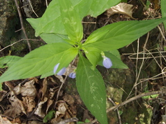 Pombalia glabra