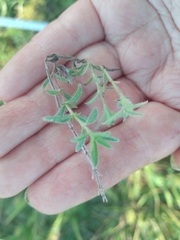 Thymus kosteleckyanus