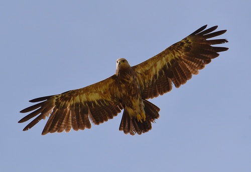 Lesser Spotted Eagle