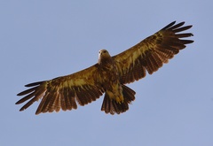 Lesser Spotted Eagle photo 6