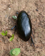 Hydrophilus aterrimus