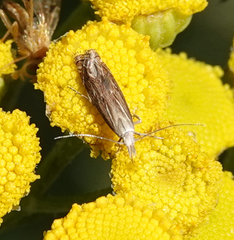 Isophrictis striatella