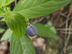 Pombalia glabra