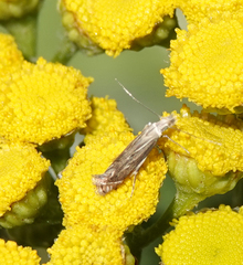 Isophrictis striatella