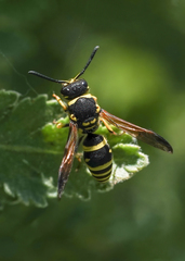 Ancistrocerus catskill