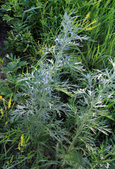 Artemisia absinthium