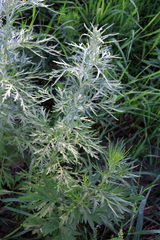 Artemisia absinthium